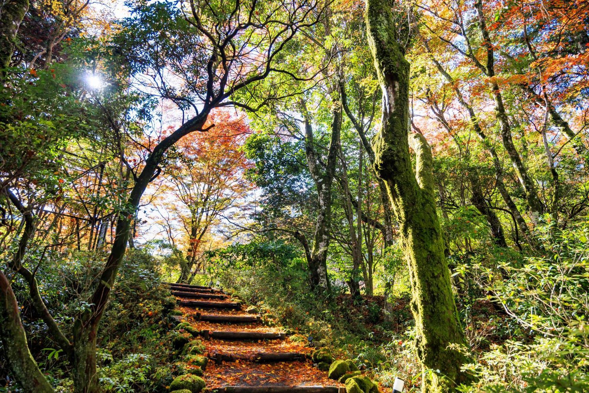 Hakone Kowakien Hotel מראה חיצוני תמונה