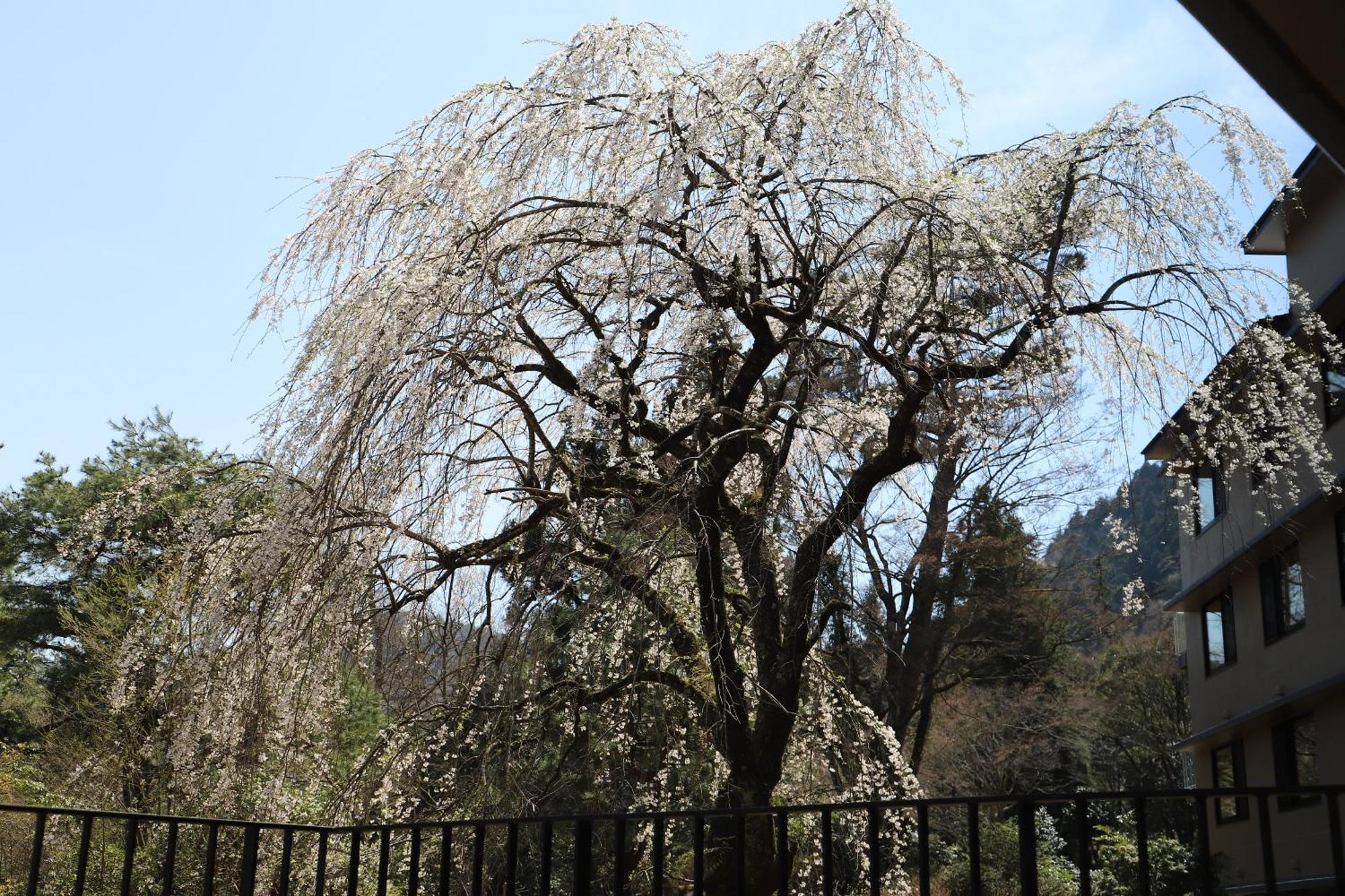 Hakone Kowakien Hotel מראה חיצוני תמונה